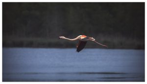 Flamingo im Zwillbrocker Venn / Katja