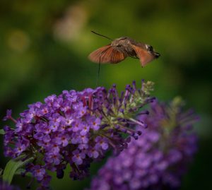 Taubenschwänzchen im Flug Klaus by \'photofox61