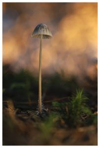 Katja / Pilz mit Alufolien-Bokeh
