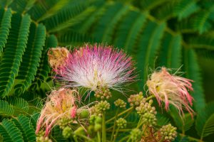die Blüte eines Seidenbaums; Thomas Mensinck