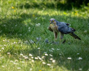 Sperber mit Beute in meinem Garten  - by Gerd