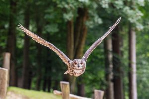 Eule im Tiefflug Wildpark / Schwarze Berge / Gerd