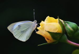Im Bot.Garten Gütersloh 375 mm Tele Schmetterling auf Rose/ Von Angelika