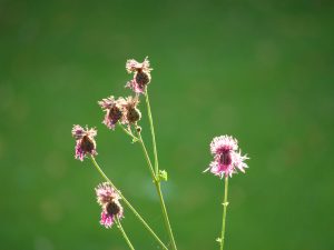 Gisbert , Glockenblume
