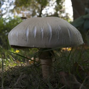 Gisbert, Fliegen auf Pilz
