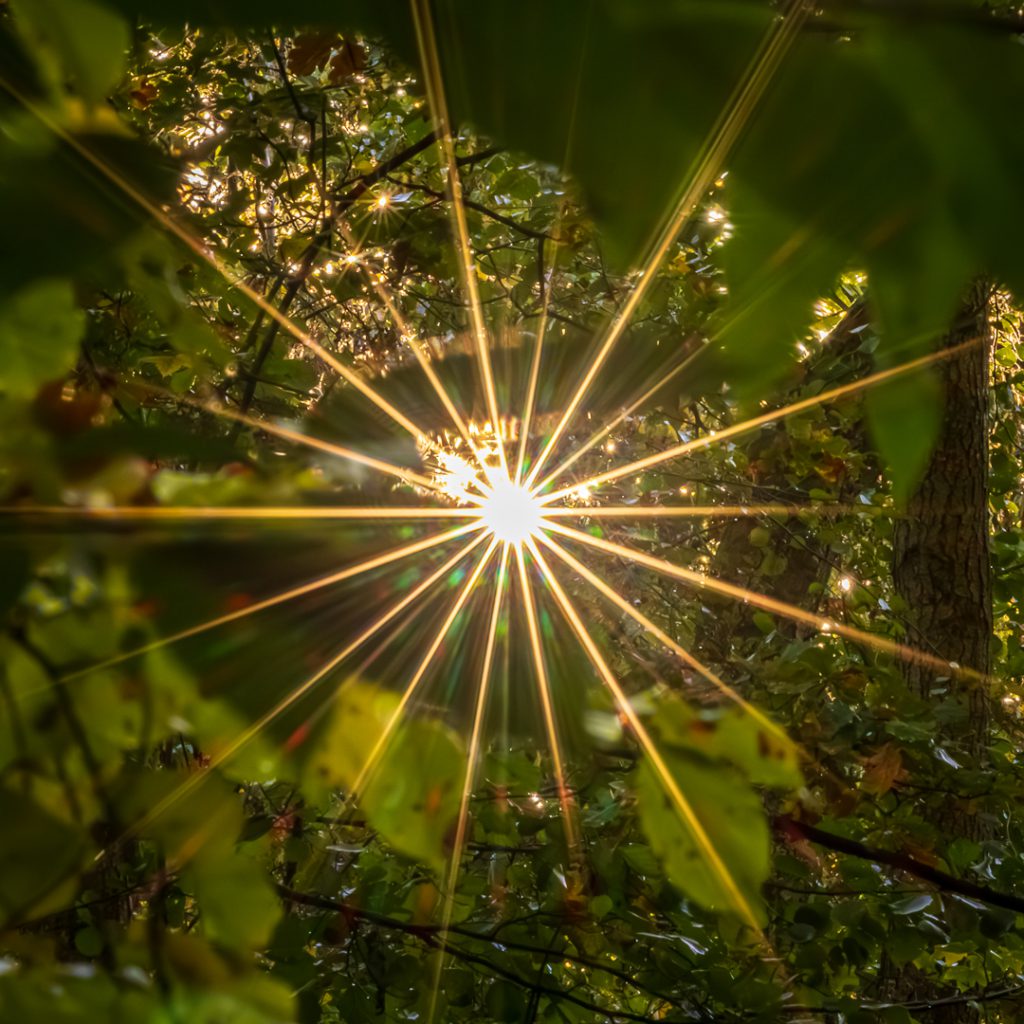 Sonnenaufgang im Wald; Reinhard Müller