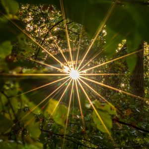 Sonnenaufgang im Wald; Reinhard Müller