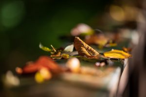 Herbst auf dem Brückengeländer; Reinhard Müller