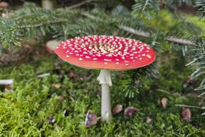 Fliegenpilz, Aufgenommen mit dem S23 Ultra beim Suche nach einem Weihnachtsbaum, Thomas Mensinck