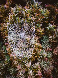 Spinnennetz nach Raureif, Samsung galaxy A54, Thomas Mensinck