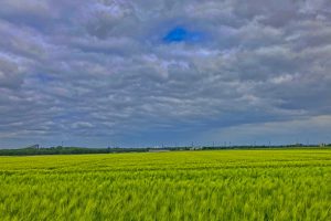 Kornfeld bei Hombroich,