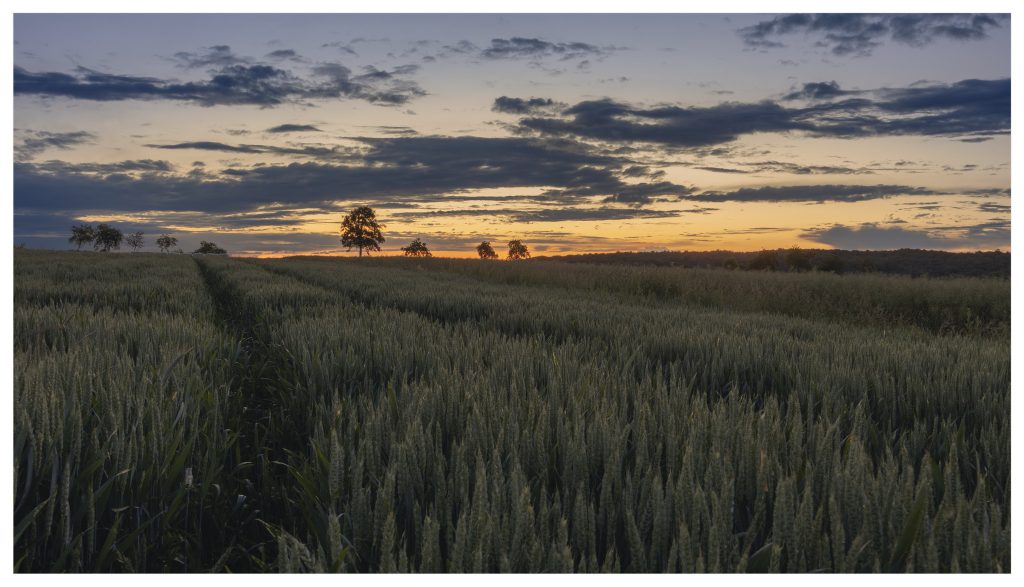 Kein Bett im Kornfeld