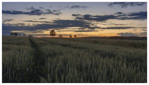 Kein Bett im Kornfeld