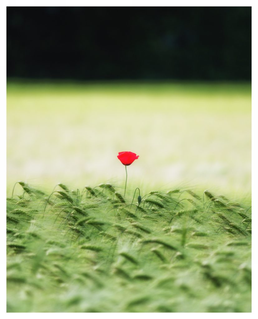 Kornfeld mit Mohn, Gütersloh.