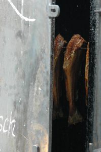 Räucherfisch