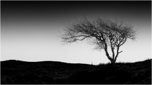 Baum auf Baltrum