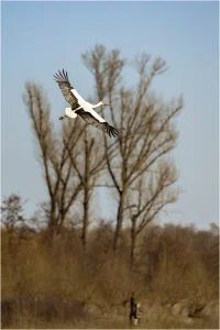 Storch in Anflug