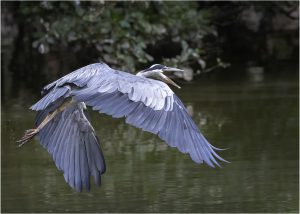 Graureier im Olderdissen Tierpark