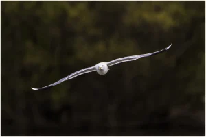 Möwe 1
