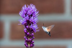 Taubenschwänzchen beim Naschen