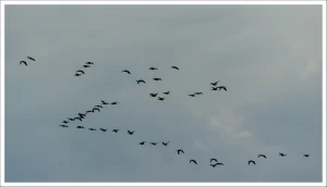 Formationsflug | Zingst