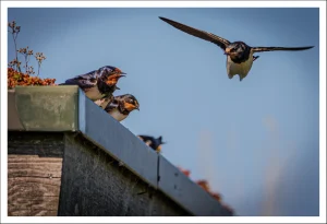 Überflug | Pramort Vogelbeobachtungsstelle bei Zingst