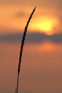 Chillen beim Sunset
