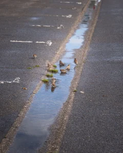 Nach dem Regen....